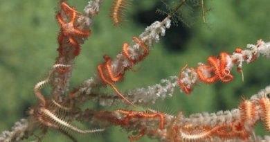 Chilean Basket Star - Species Of Brittle Star