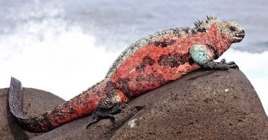 Marine Iguanas