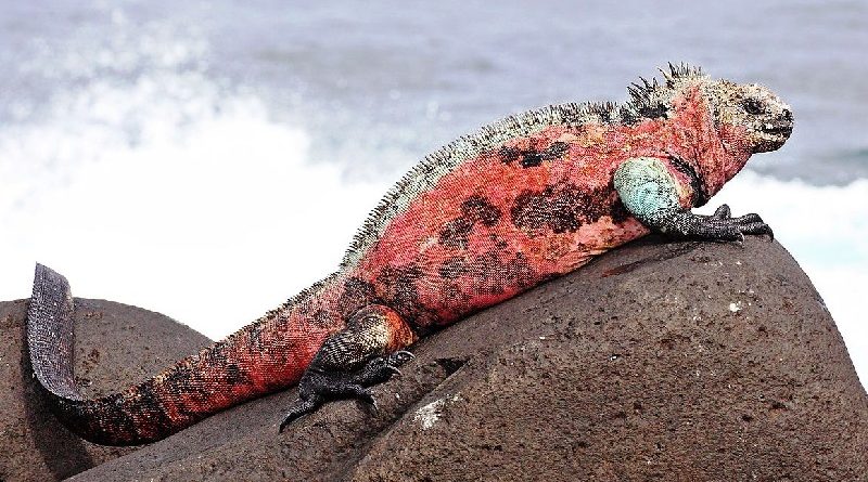 Marine Iguanas