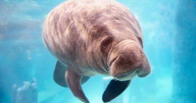 Facts About Manatees