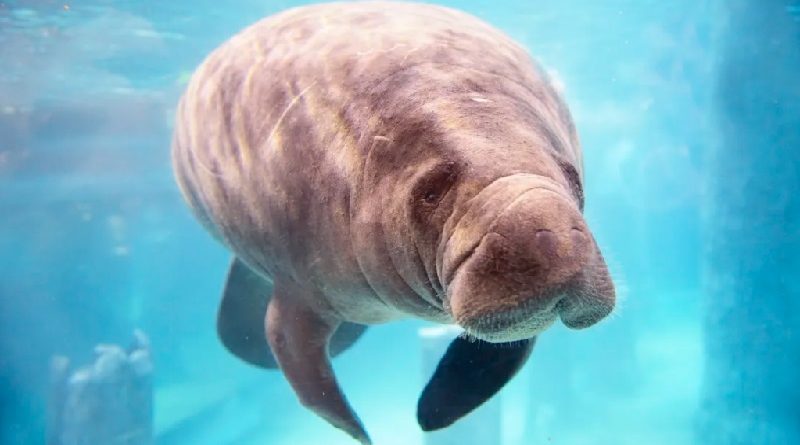 Facts About Manatees