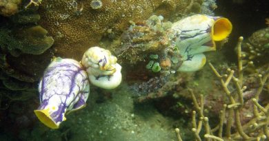 Golden Sea Squirt