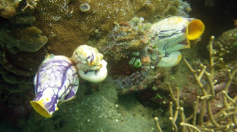 Golden Sea Squirt