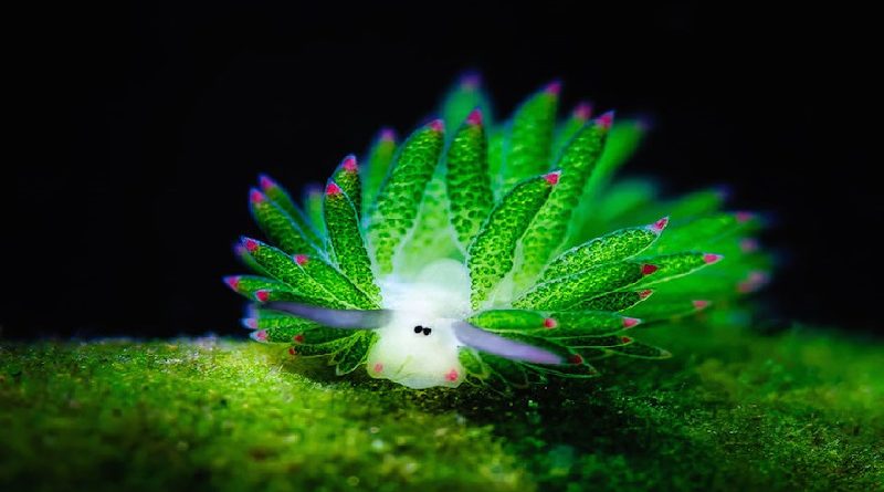 Sea Slugs