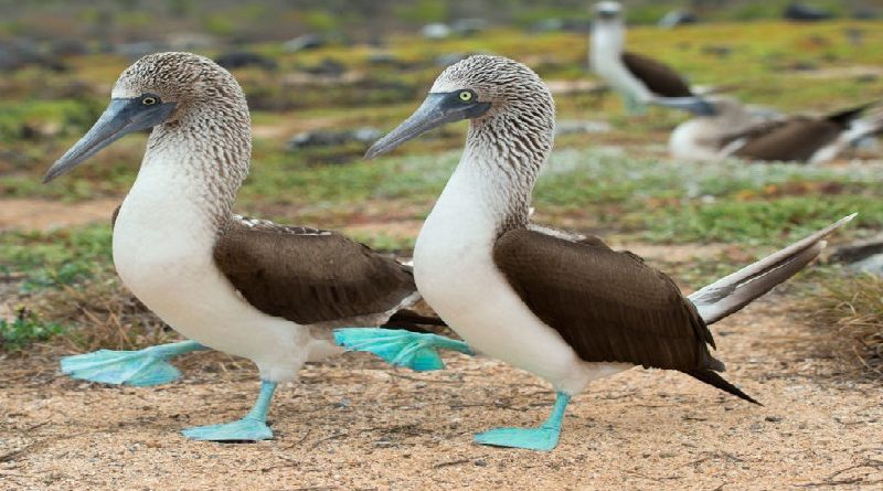 Blue Footed Booby