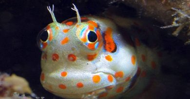 Redspotted Blenny