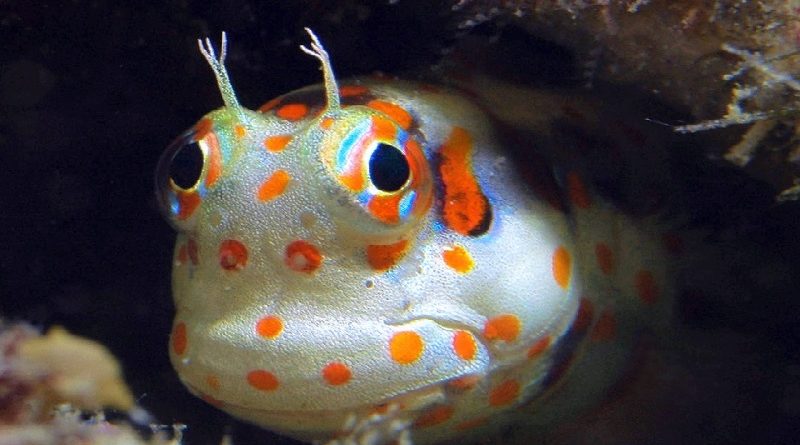 Redspotted Blenny