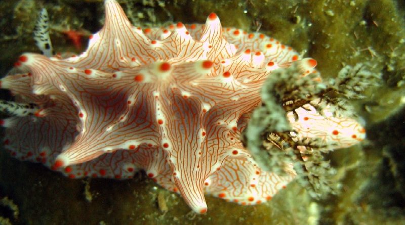 Batangas Nudibranch