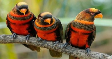 Dusky Lory Parrot