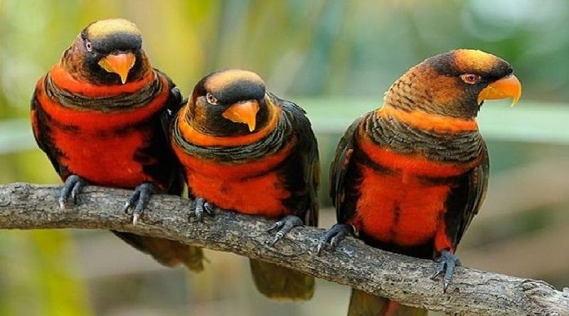 Dusky Lory Parrot