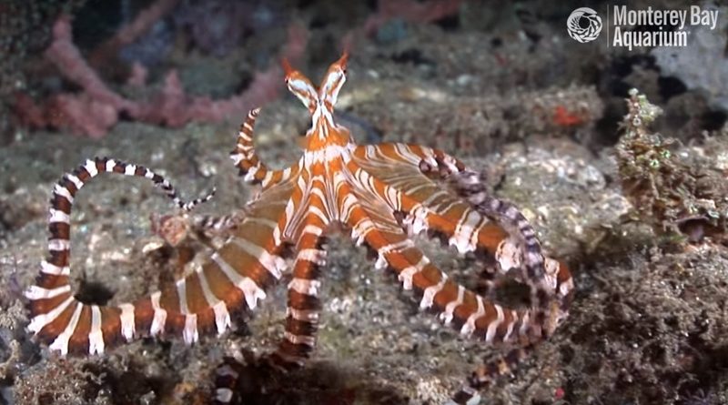 Wunderpus Photogenicus Octopus