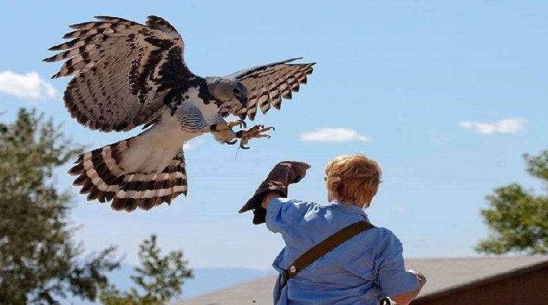 Largest Bird