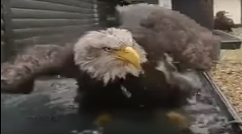 Catches Dirty Eagle