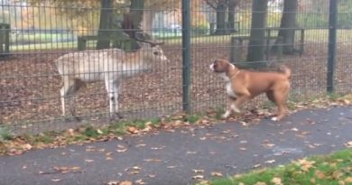 boxer be with deer