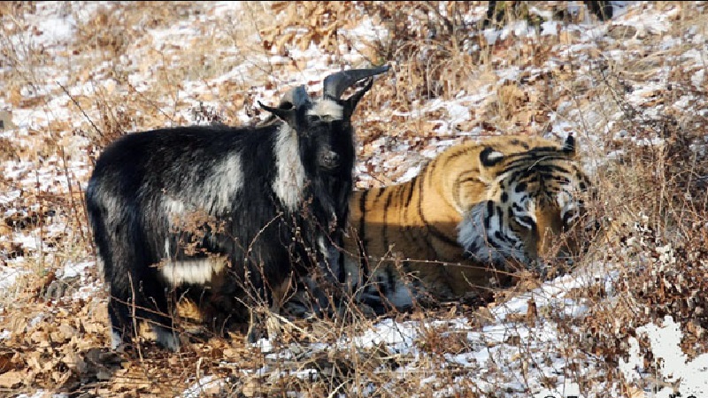 Hungry Tiger Sees A Live Goat, Seconds Later, I Don’t Believe THIS!