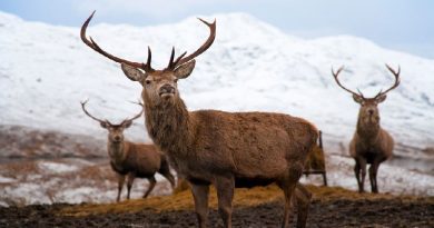 Deer Dies After Hunting