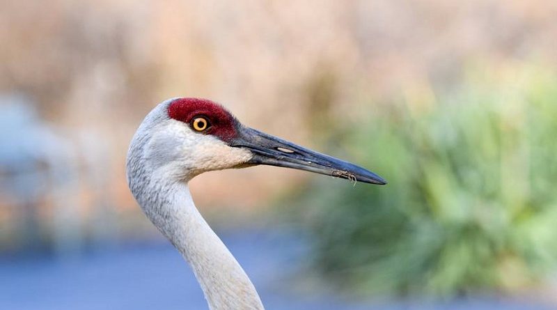 Crane In My Backyard