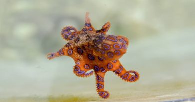 The Blue-Ringed Octopus