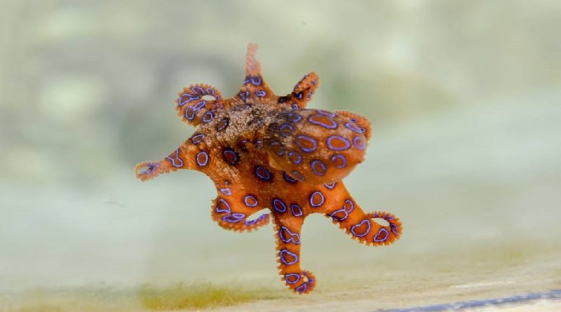 The Blue-Ringed Octopus