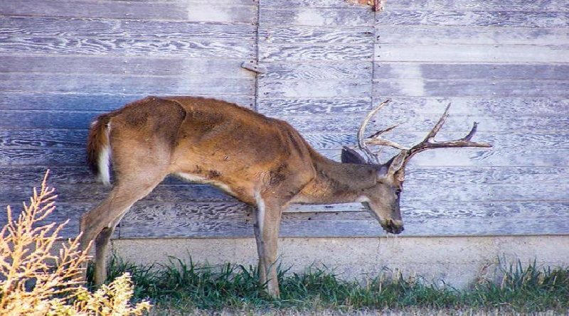 Chronic Wasting Disease: The Brain Sickness Turning Deer Into Zombies ...