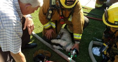 dog in fire house