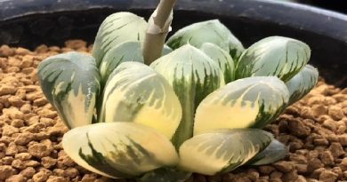 Haworthia Growing