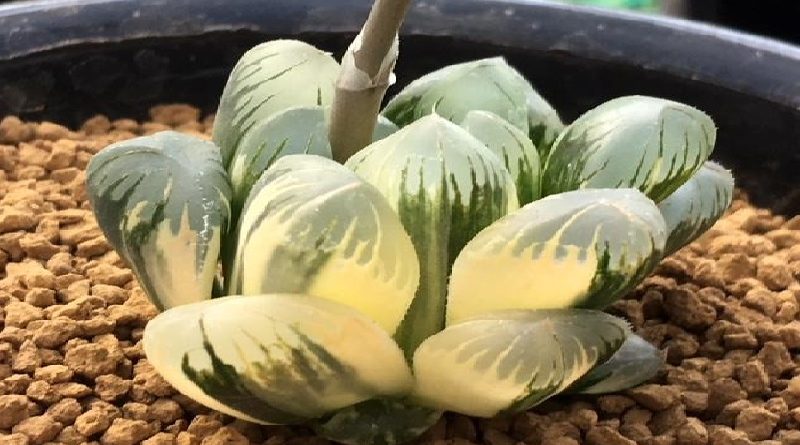 Haworthia Growing