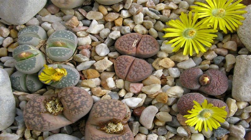 Lithops Growing