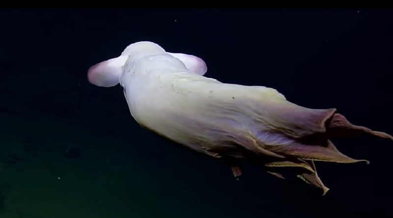 Ghostly Dumbo Octopus