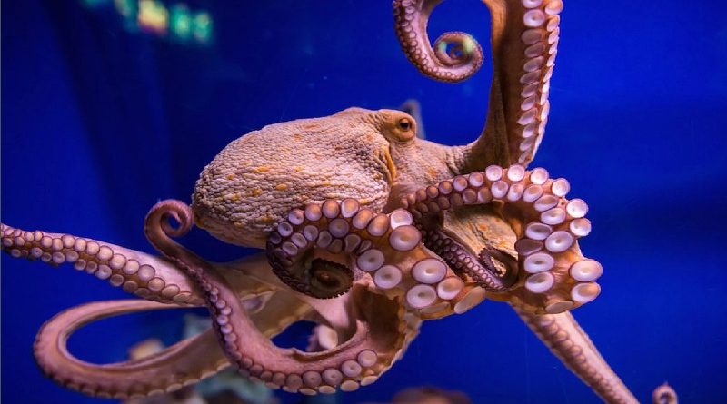 Octopus Lost Its Shell