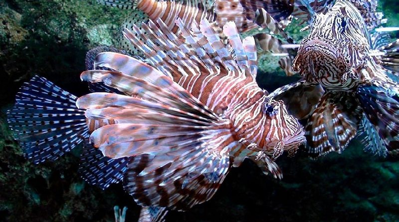 Lionfish Turkeyfish