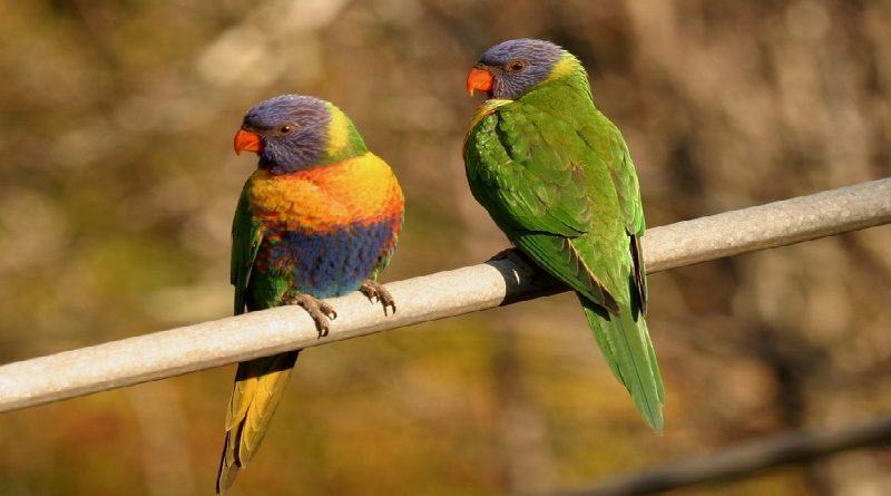 Lorikeet Bird