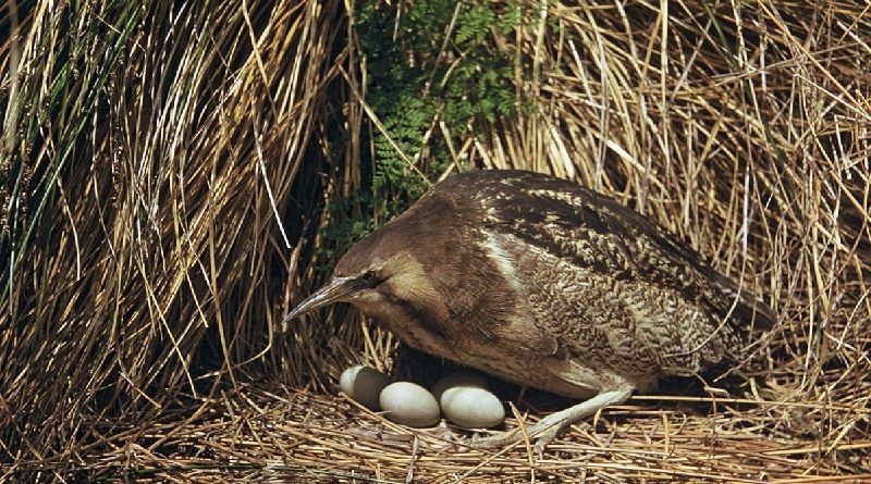 Australasian Bittern Birds