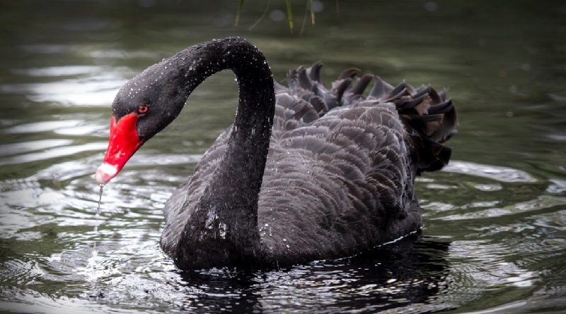 Black Swan