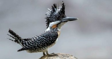 The Crested Kingfisher