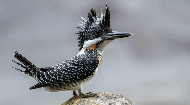 The Crested Kingfisher