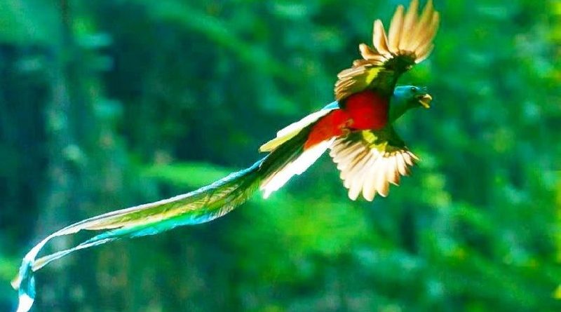 Beautiful Bird Resplendent Quetzal