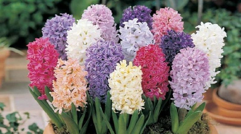 Hyacinth Bulbs