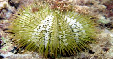 Sea Urchins