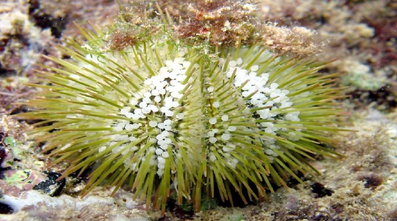 Sea Urchins