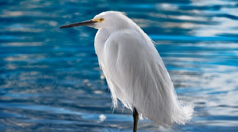 Gorgeous Snowy Egret