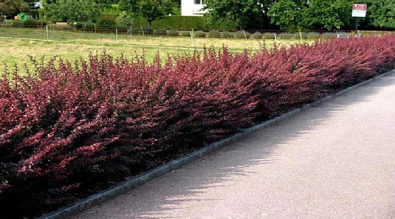 Barberry (Berberis)