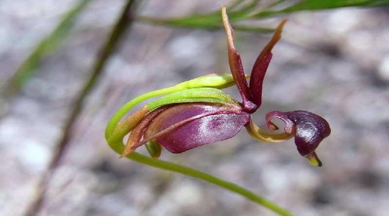 The Flying Duck Orchid