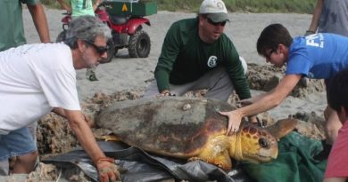 Sea Turtle Rescue