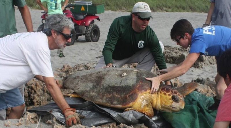 Sea Turtle Rescue