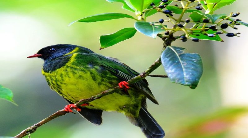 The Green and Black Fruit Eater