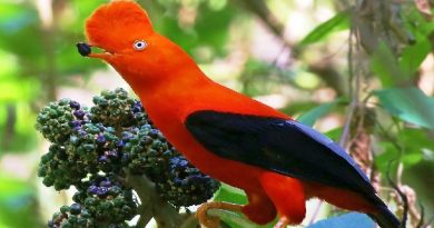 A Large Passerine Bird