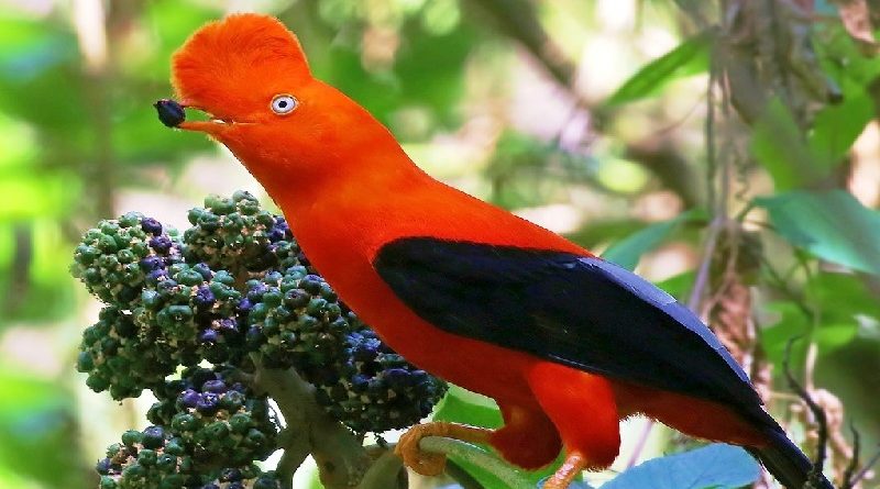 A Large Passerine Bird