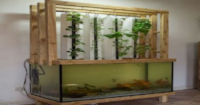 Aquaponics Fish Tank