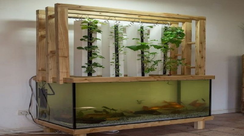 Aquaponics Fish Tank